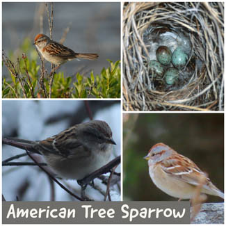 American Tree Sparrow